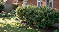 This Is The Best Type Of Hedging To Feed Wildlife, Create Shade And Reduce Pollution In Your Garden – And Experts Say It Thrives In UK Soils